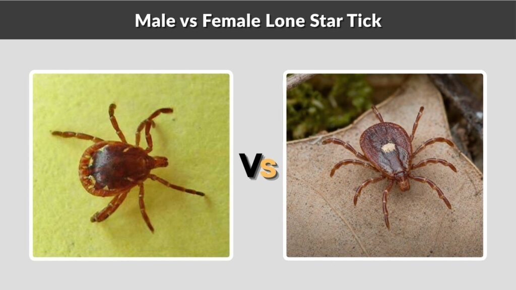 Male vs Female Lone Star Tick