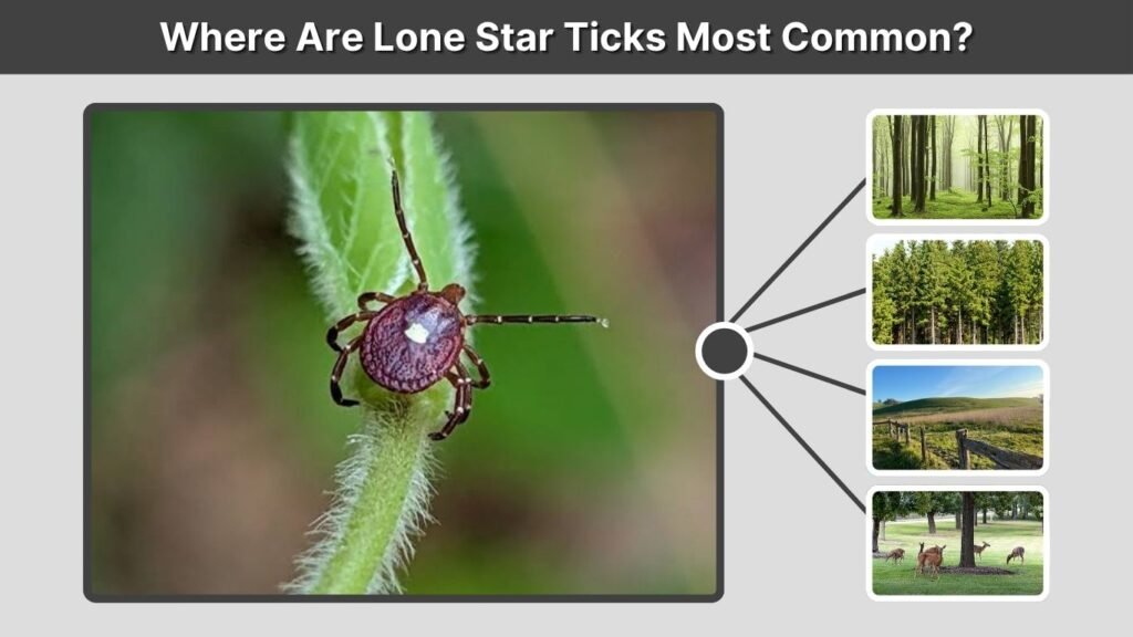 Where Are Lone Star Ticks Most Common?