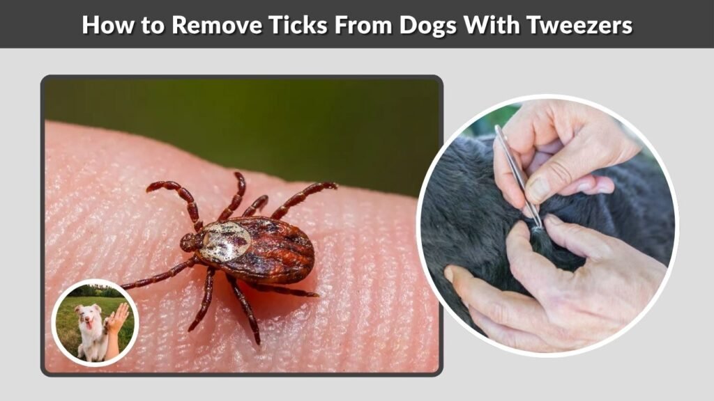 How to Remove Ticks From Dogs With Tweezers