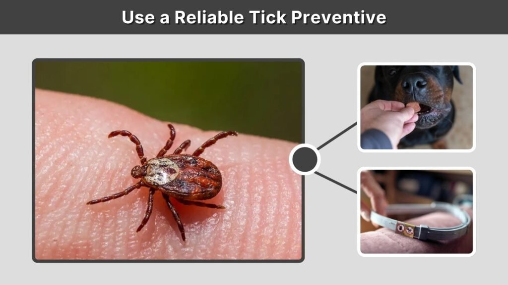 Use a Reliable Tick Preventive