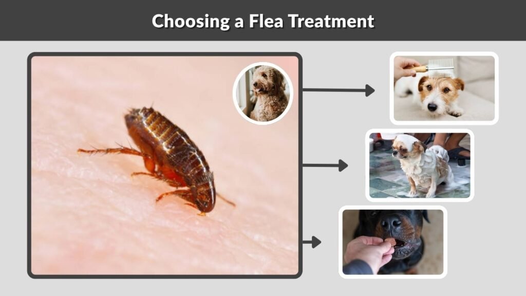 Choosing a Flea Treatment