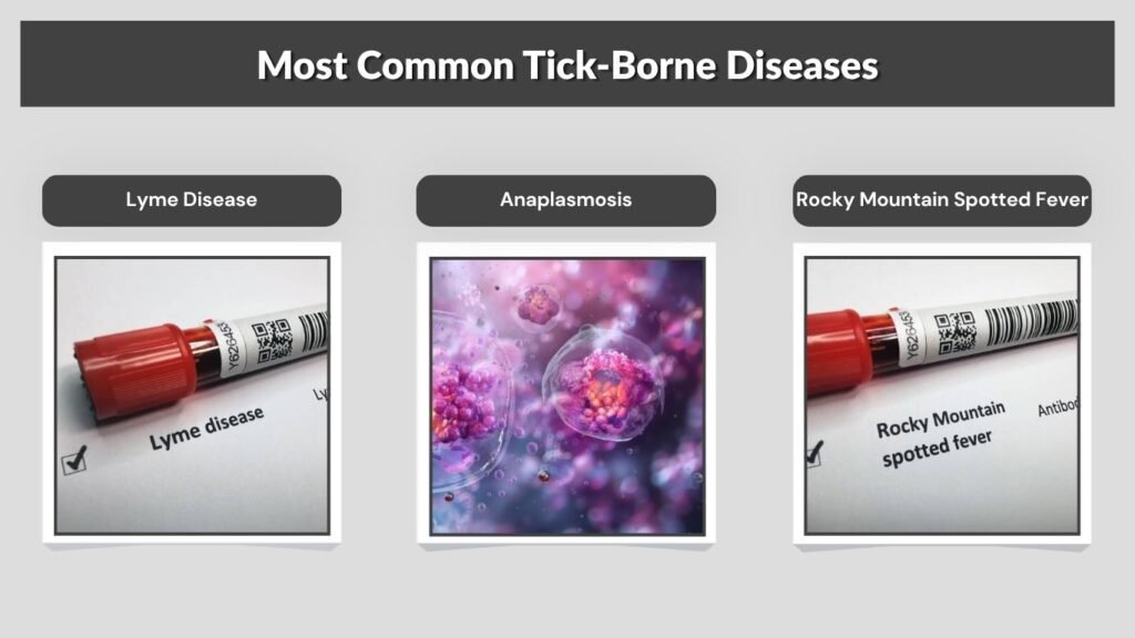 Most Common Tick-Borne Diseases