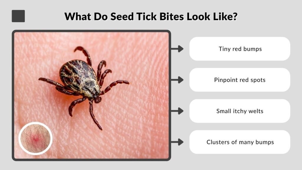 What Do Seed Tick Bites Look Like?
