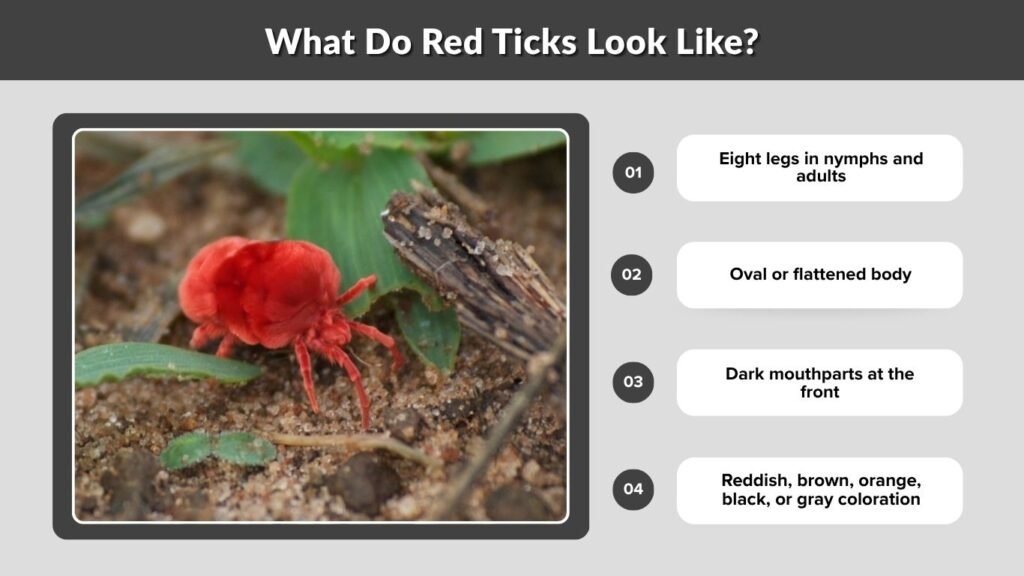 What Do Red Ticks Look Like?