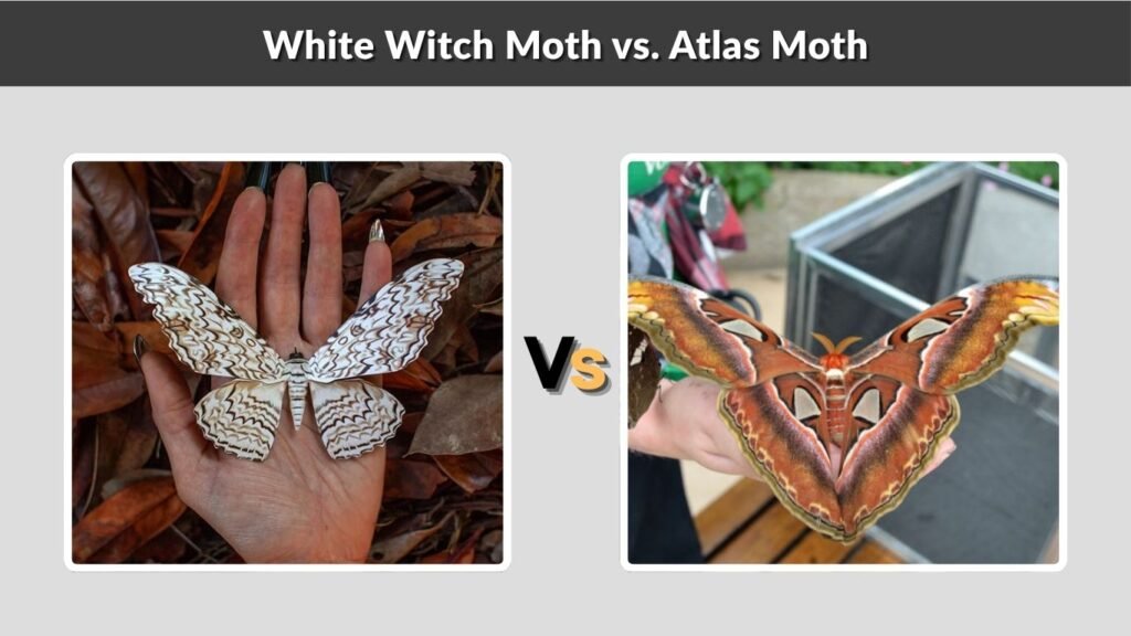 White Witch Moth vs. Atlas Moth
