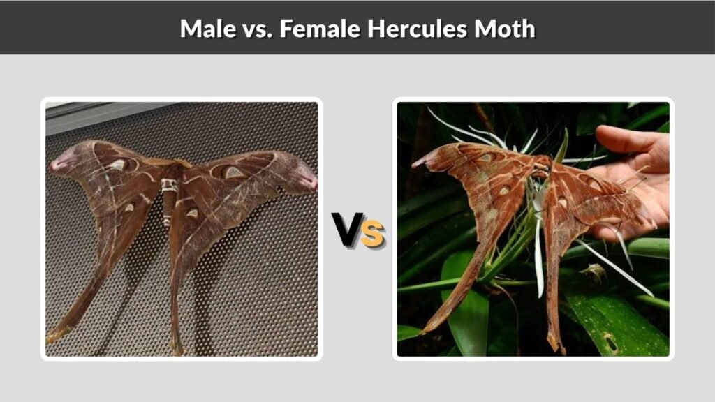 Male vs. Female Hercules Moth