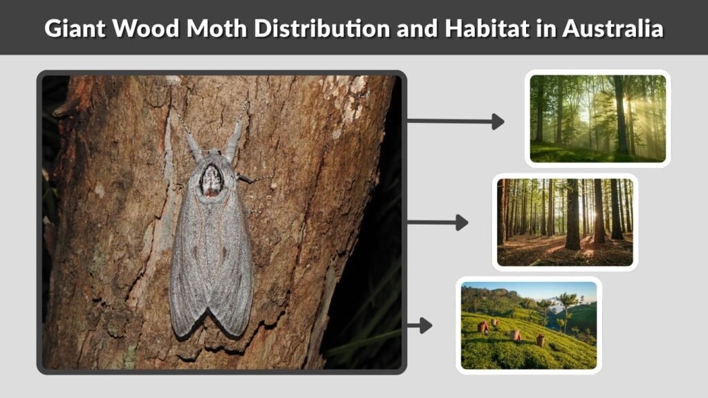 Giant Wood Moth Distribution and Habitat in Australia