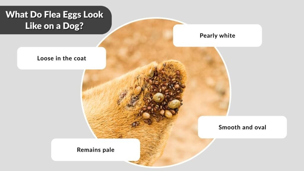 What Do Flea Eggs Look Like on a Dog?