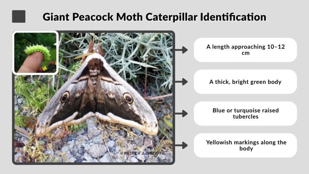 Giant Peacock Moth Caterpillar Identification