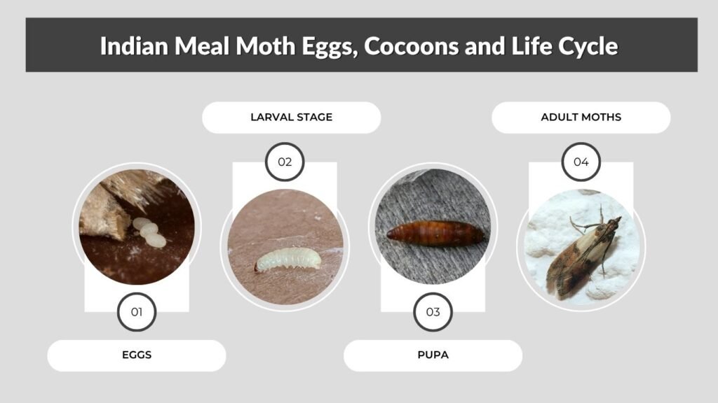 Indian Meal Moth Eggs, Cocoons and Life Cycle
