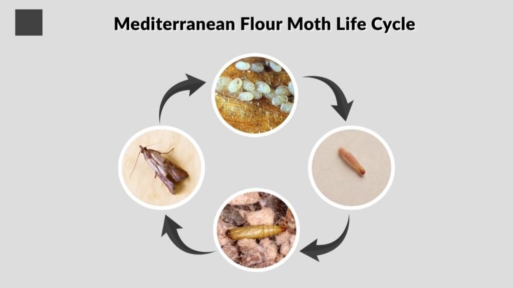 Mediterranean Flour Moth Life Cycle