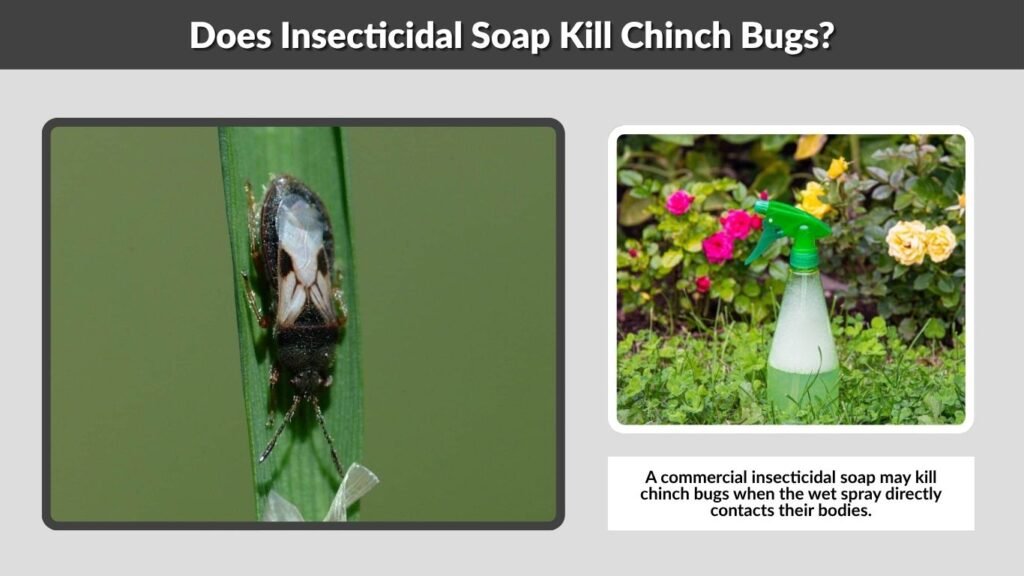 Does Insecticidal Soap Kill Chinch Bugs?