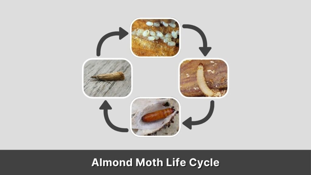 Almond Moth Life Cycle