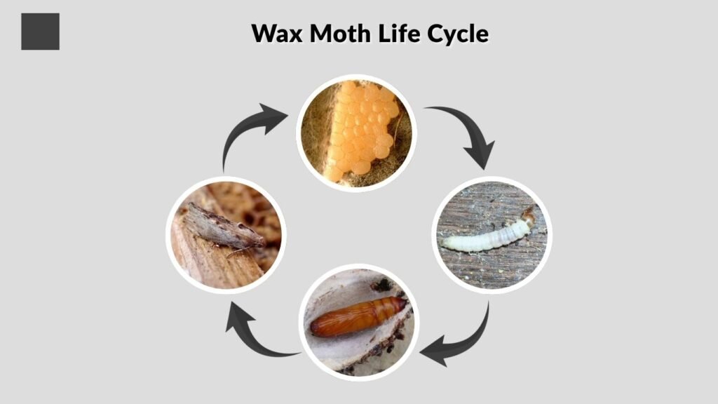 Wax Moth Life Cycle