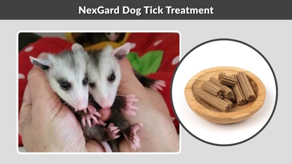 NexGard Dog Tick Treatment