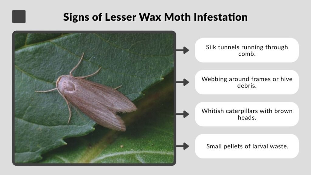Signs of Lesser Wax Moth Infestation