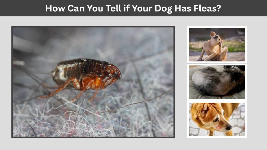 How Can You Tell if Your Dog Has Fleas?