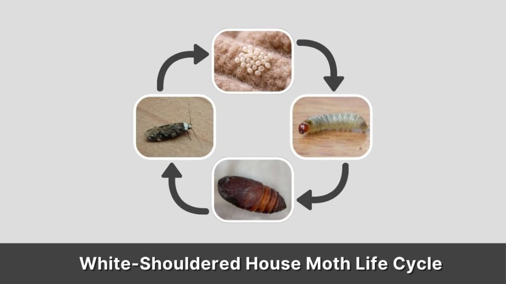 White-Shouldered House Moth Life Cycle