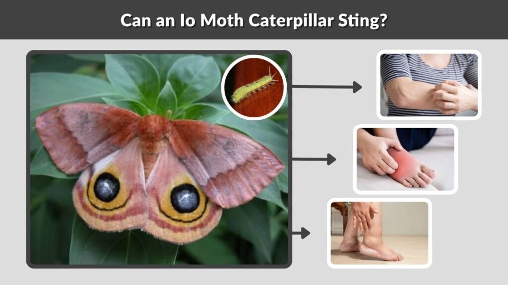 Can an Io Moth Caterpillar Sting?
