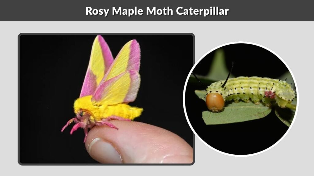 Rosy Maple Moth Caterpillar