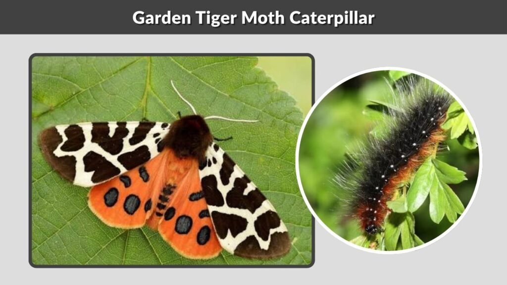 Garden Tiger Moth Caterpillar