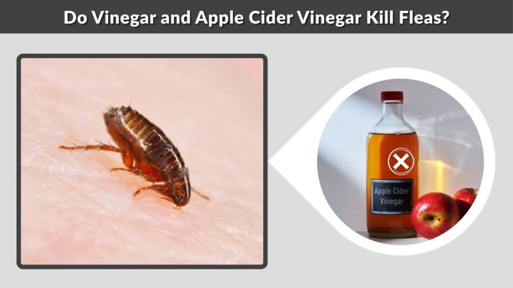 Do Vinegar and Apple Cider Vinegar Kill Fleas?