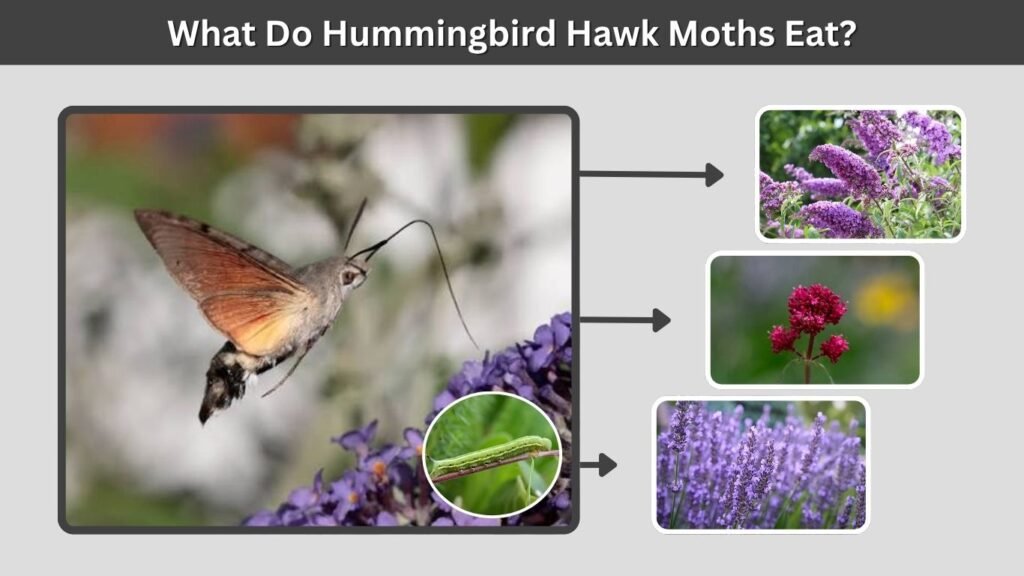 What Do Hummingbird Hawk Moths Eat?