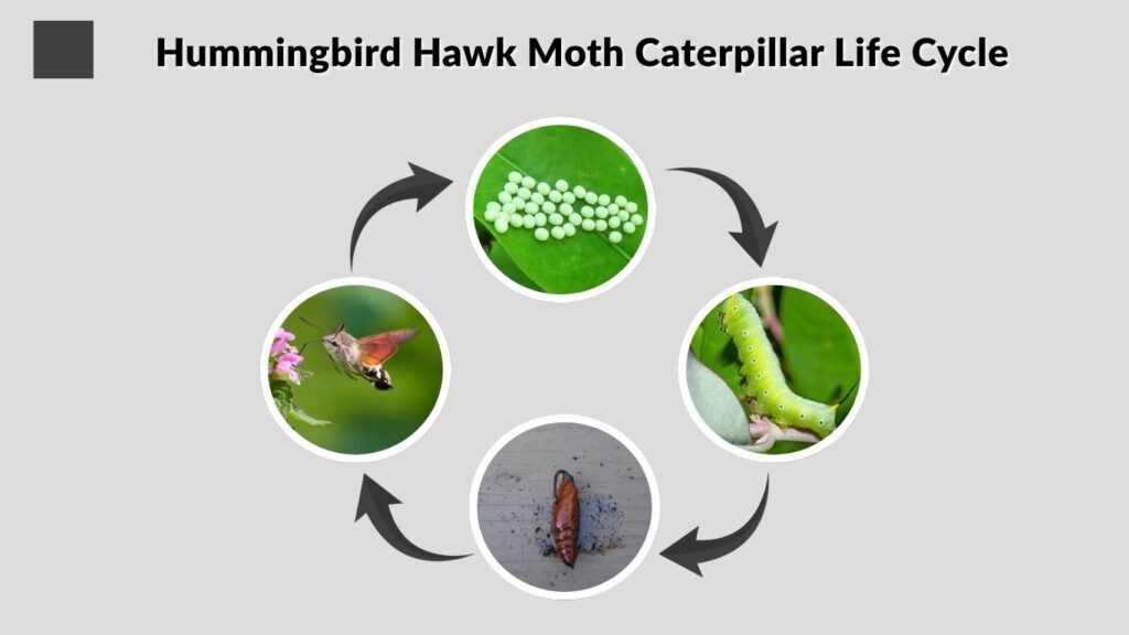 Hummingbird Hawk Moth Caterpillar Life Cycle