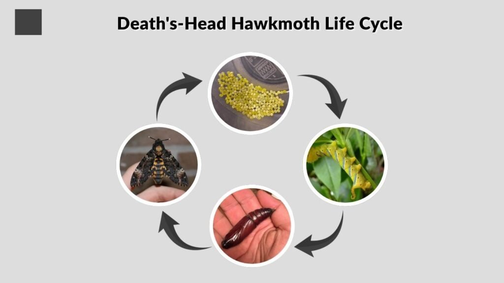 Death's-Head Hawkmoth Life Cycle