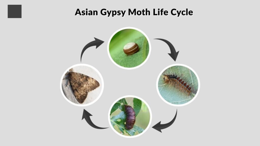 Asian Gypsy Moth Life Cycle