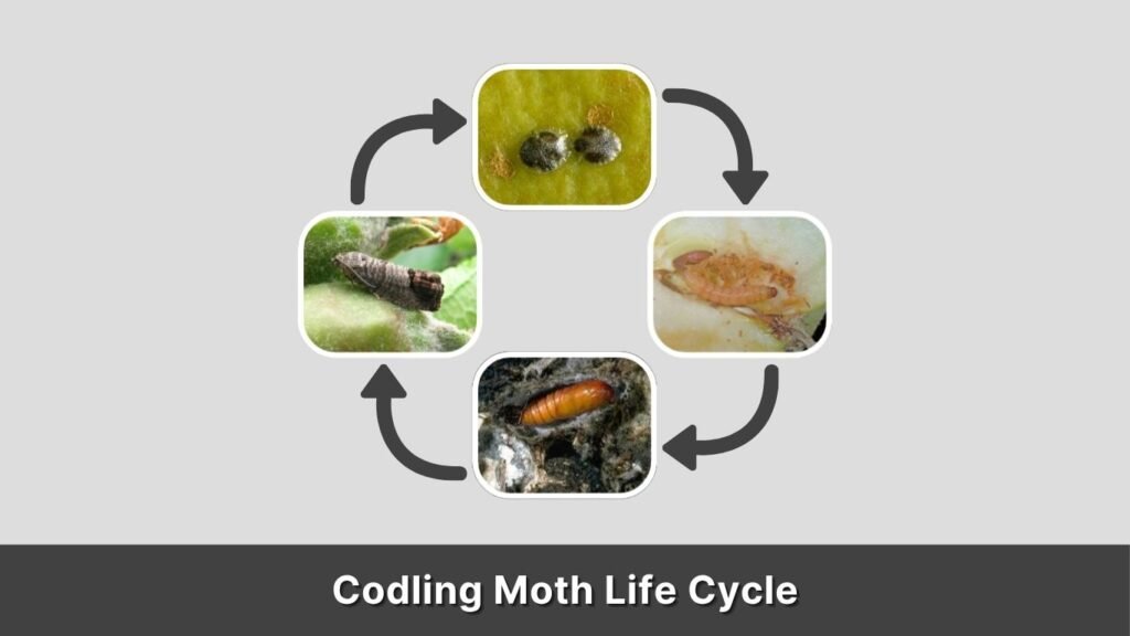 Codling Moth Life Cycle
