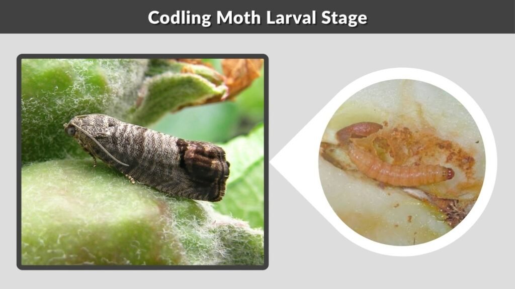 Codling Moth Larval Stage