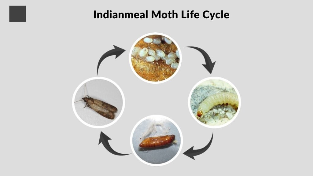 Indianmeal Moth Life Cycle