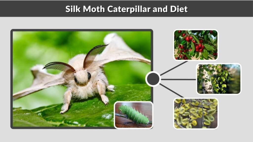 Silk Moth Caterpillar and Diet