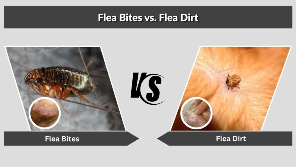 Flea Bites vs. Flea Dirt