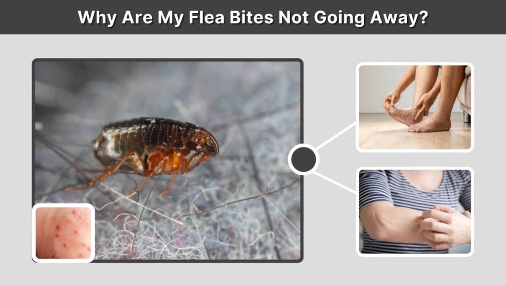 Why Are My Flea Bites Not Going Away?