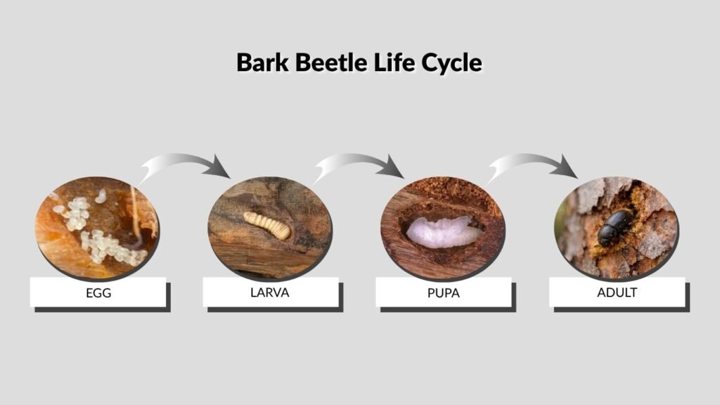 Bark Beetle Life Cycle