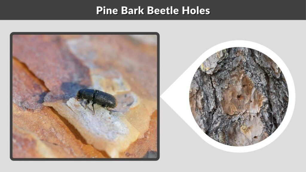 Pine Bark Beetle Holes
