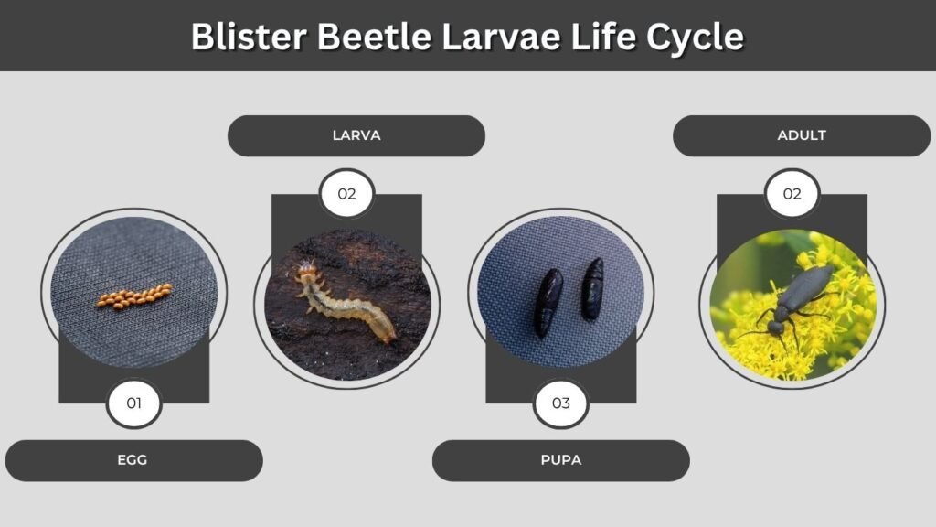 Blister Beetle Larvae Life Cycle