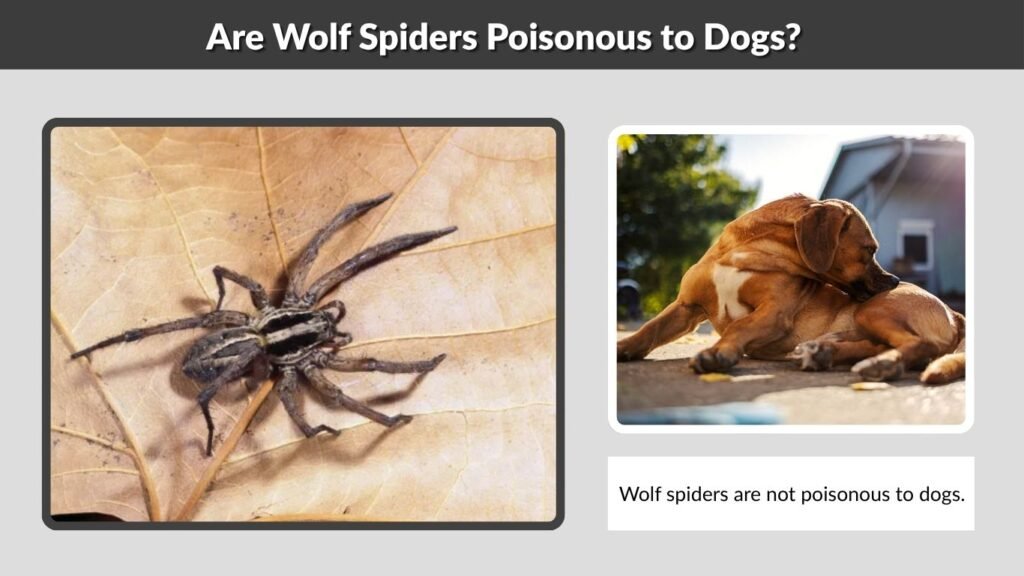 Are Wolf Spiders Poisonous to Dogs?