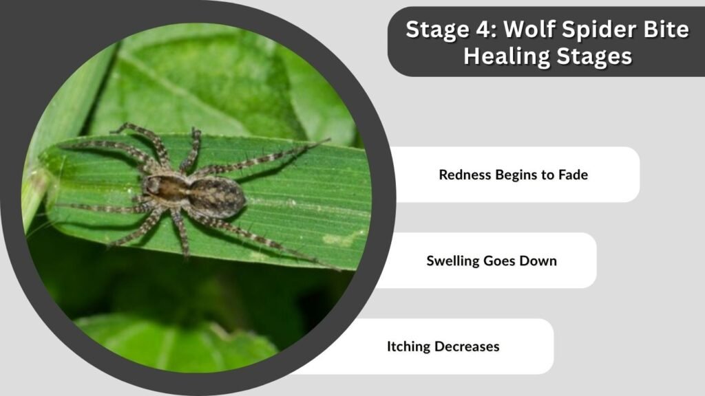 Stage 4: Wolf Spider Bite Healing Stages