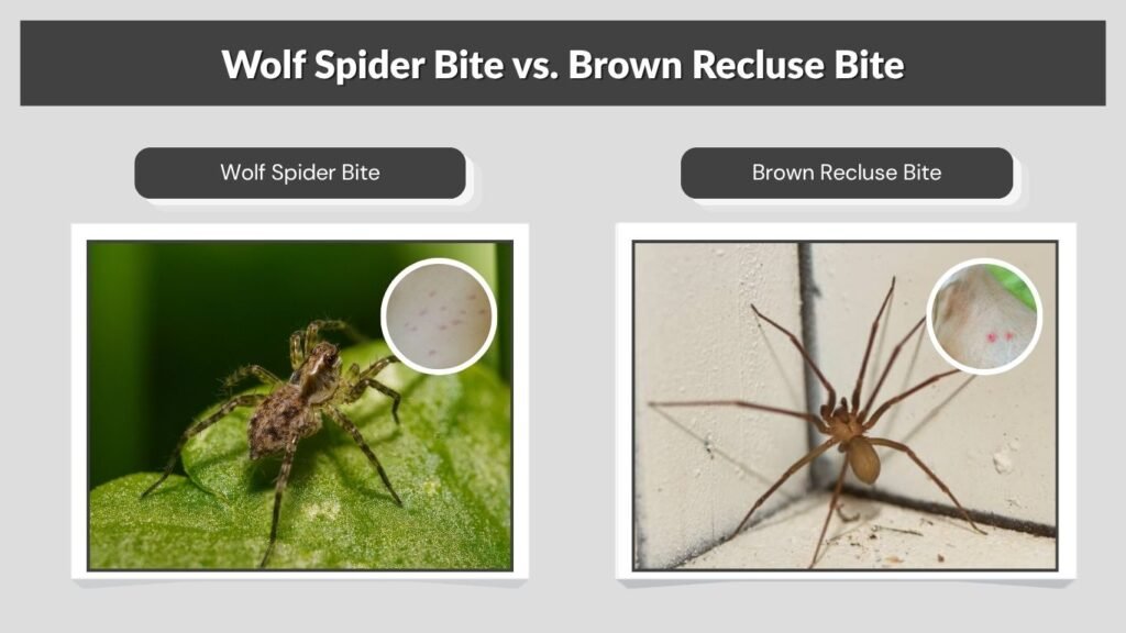 Wolf Spider Bite vs. Brown Recluse Bite