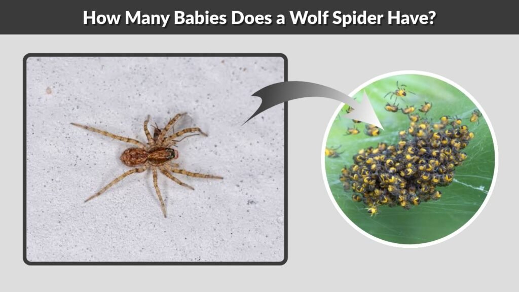 How Many Babies Does a Wolf Spider Have?