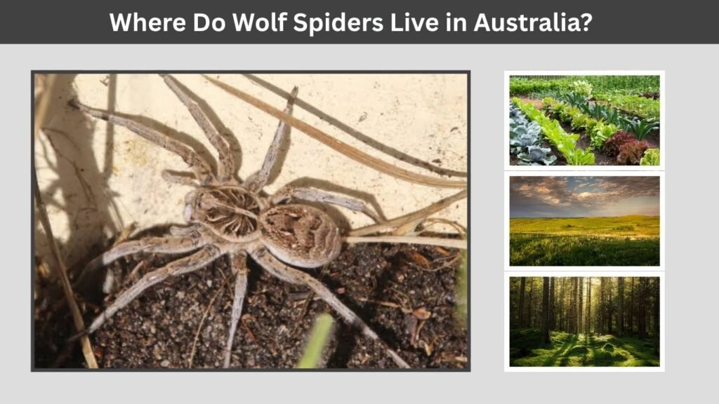 Where Do Wolf Spiders Live in Australia?