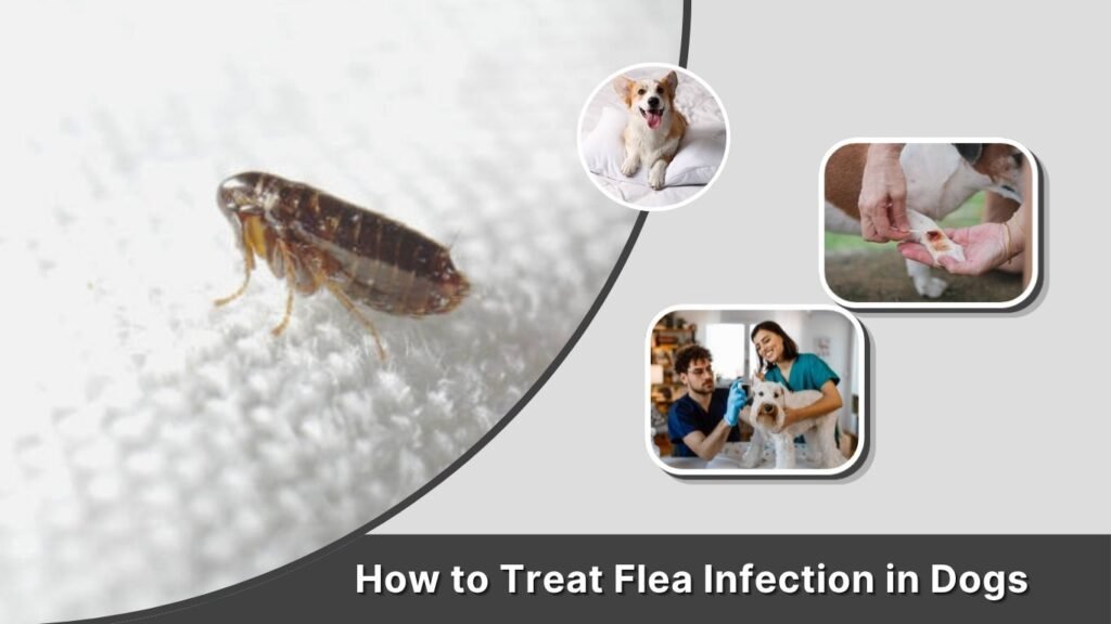How to Treat Flea Infection in Dogs