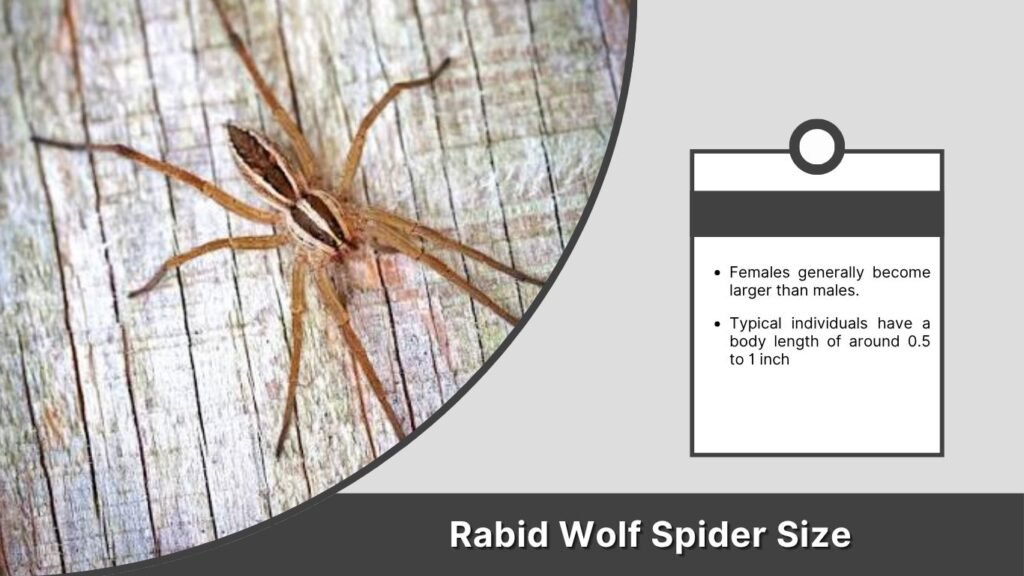 Rabid Wolf Spider Size