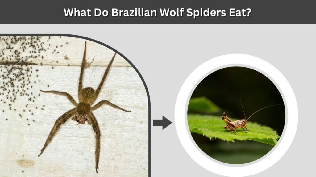 What Do Brazilian Wolf Spiders Eat?