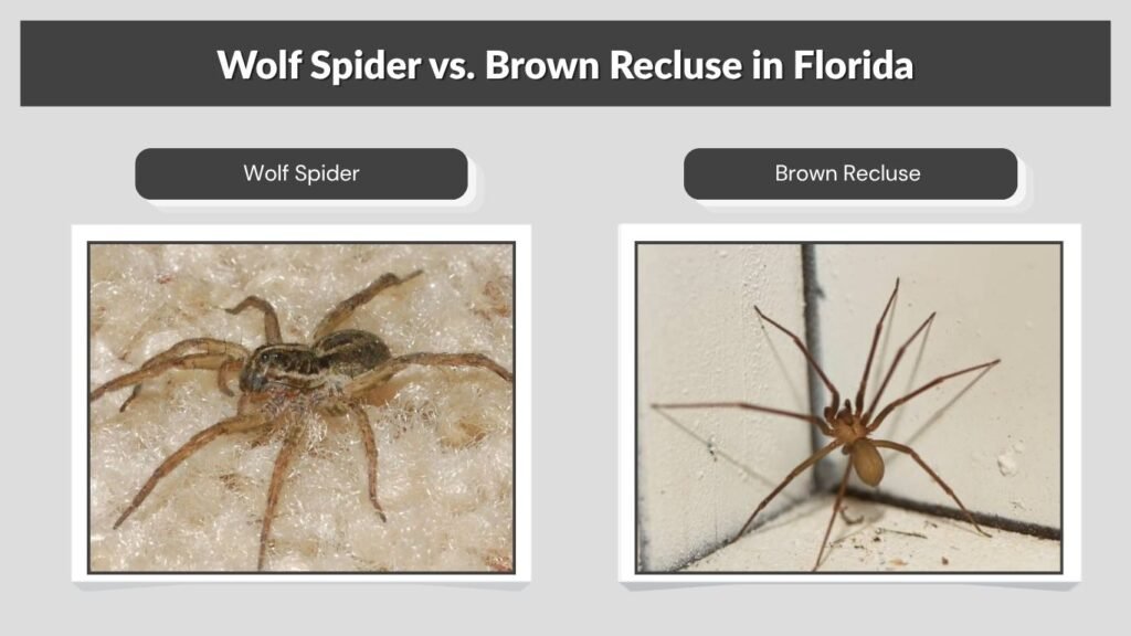 Wolf Spider vs. Brown Recluse in Florida