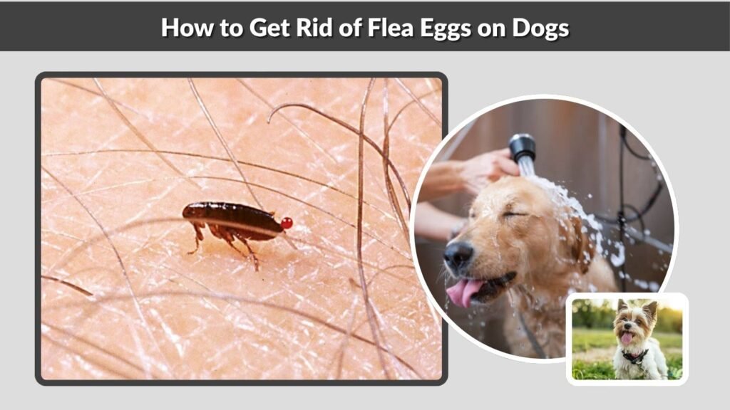 How to Get Rid of Flea Eggs on Dogs