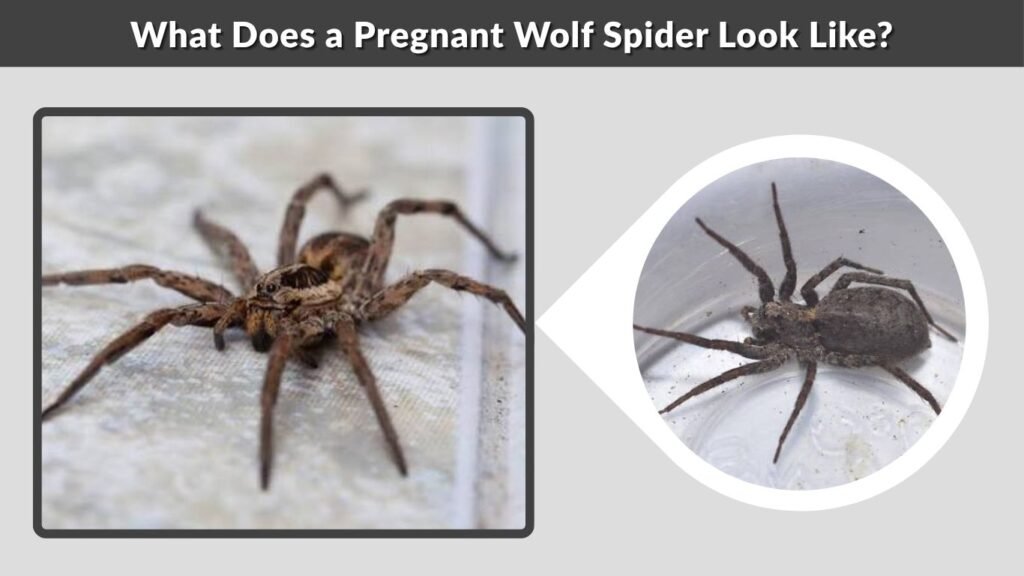 What Does a Pregnant Wolf Spider Look Like?
